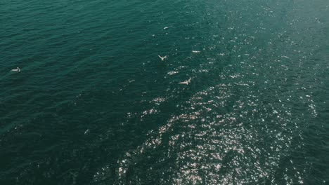 Drone-Shot-Of-Seabirds-Flying-Above-The-Calm-Ocean-In-Costa-Rica