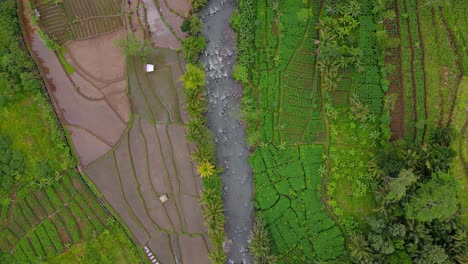 Bird-eye-drone-shot-of-water-flow-on-the-rocky-river-on-the-middle-of-plantation---Asia