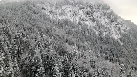 árboles-Nevados-En-Temporada-De-Invierno