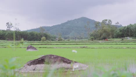 Scenic-view-of-breathtaking-and-traditional-rice-field-with-mountains-and-water-buffalo-in-Asia