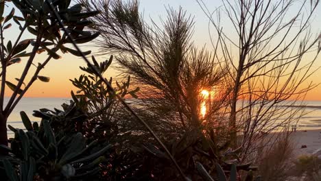 some-pine-trees-with-flies-in-the-summer-sunset-with-the-beach-in-background