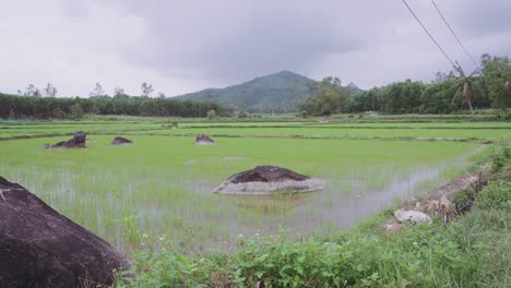 Scenic-view-of-breathtaking-and-traditional-rice-fields-with-mountains-and-water-buffalo-in-Asia