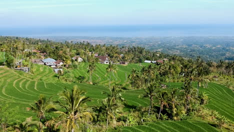 Cinematic-drone-video-from-rice-terrace-in-asia-indonesia-with-green-colour-and-wonderful-sun-light
