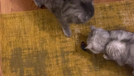 Gatos-Divertidos-Jugando-Y-Masticando-Ratón-De-Juguete