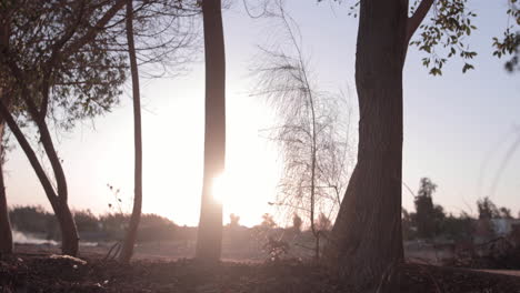 Sonnenaufgang-Im-Wald---Zeitraffer---Feste-Kamera