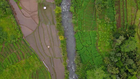 Atemberaubende-Drohnenaufnahme-Des-Wasserflusses-Auf-Einem-Felsigen-Fluss-Mitten-Auf-Der-Plantage---Ländliche-Landschaft-Indonesiens