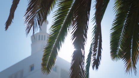 Palm-tree-leafs-in-front-of-blurred-building-tower,-with-sun-shining-in-between