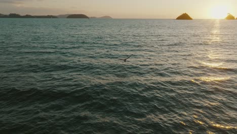 Wildlife-Szene-Mit-Pelikanvögeln-Am-Strand-Von-Costa-Rica-Bei-Sonnenuntergang