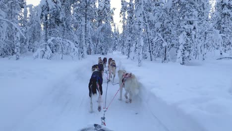 Move-forward-view-from-the-sleigh-to-the-dogs-running-ahead-and-the-winter-forest