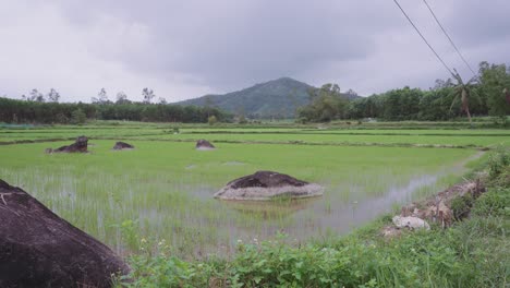 Malerische-Und-Beruhigende-Aussicht-Auf-Atemberaubende-Und-Traditionelle-Reisfelder-Mit-Bergen-Und-Wasserbüffeln-In-Asien