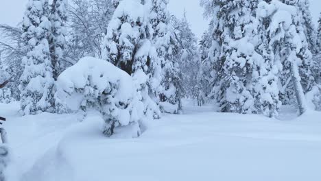 Moving-forward-shot-on-a-sleigh-through-the-winter-forest-landscape-in-Lapland
