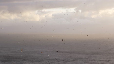 Hunderte-Papageientaucher-Fliegen-Während-Des-Sonnenuntergangs-Mit-Dem-Meer-Im-Hintergrund,-Zeitlupe