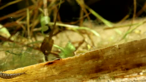 Larva-De-Escarabajo-Acuático-En-Busca-De-Presas