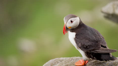 Atlantic-Puffin-Standing-on-a-Rocky-Cliff-in-Norway-with-the-Wind-Blowing-its-Feathers-in-Slow-Motion