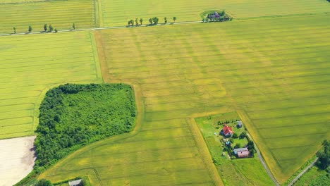 Beautiful-Aerial-View-of-Green-Agricultural-field-on-Sunrise