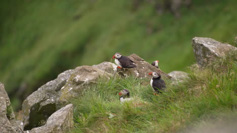 Puffins-Nesting-on-the-Island-of-Runde-in-Norway,-Slow-Motion