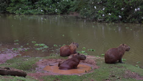 Family-of-wild-capybara-relaxing-beside-river-to-cool-off-on-hot-summer-day-in-south-america