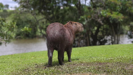 Capybara-stands-in-front-of-river-dripping-wet-on-hot-summer-day