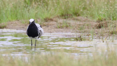 Blacksmith-lapwing-or-Blacksmith-plover-preening-feathers-while-standing-in-water,-close-up-in-slowmotion