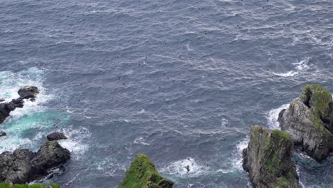 Looking-Down-Over-A-Cliff-in-Norway-at-Hundreds-of-Puffins-Flying-Above-a-Rocky-Coastline,-Wide-Angle,-Slow-Motion