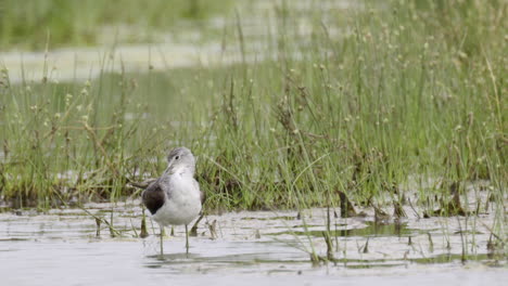 Common-Greenshank-preening-feathers-while-standing-in-water,-Slowmotion