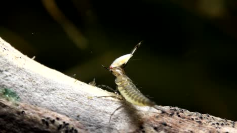 Larva-De-Escarabajo-Acuático-Comiendo-Un-Nadador