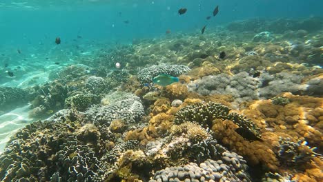 Farbenfroher-Türkisblauer-Und-Grüner-Papageienfisch-Lippfisch-Schwimmt-über-Dem-Wunderschönen-Korallenriff-Meeresökosystem-Im-Kristallklaren-Ozean-Der-Insel-Flores,-Indonesien