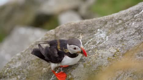 A-Puffin-Works-on-Building-its-Nest-on-a-Windy-Day-in-Norway,-Close-Up,-Slow-Motion