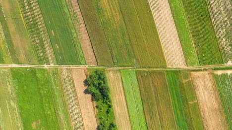 Schöne-Luftaufnahme-Des-Grünen-Landwirtschaftlichen-Feldes-Bei-Sonnenaufgang