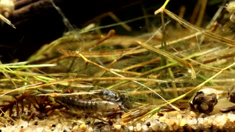 Aquatic-Beetle-Larva-Crawling-Around