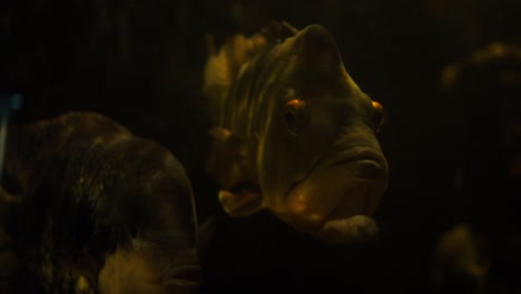 Schwenkvideo-Eines-Exotischen-Fisches,-Der-In-Einem-Aquarium-Schwimmt