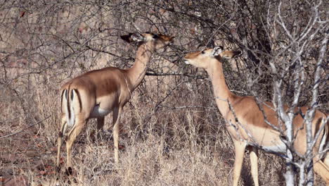 Impala-Oder-Rooibok-Zwei-Weibchen,-Die-Im-Morgensonnenlicht-Auf-Zweigen-Fressen