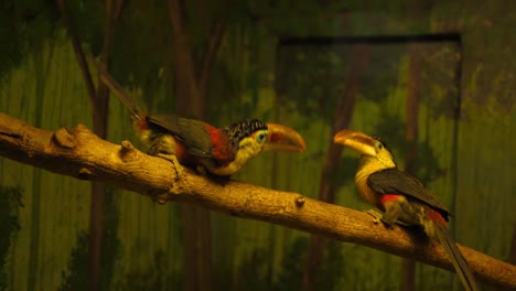 a-pair-of-exotic-toucans-play-on-a-branch-in-a-zoo-enclosure
