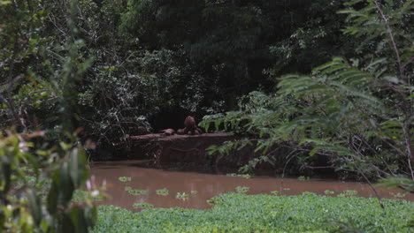 Family-of-wild-capybara-relaxing-next-to-riverbank-on-hot-day-in-Brazil-forest---wide-shot