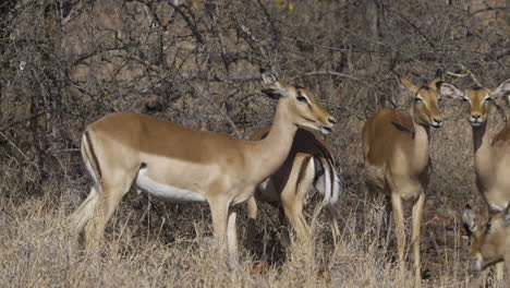 Impala--Oder-Rooibok-Weibchenclan-Grübelt-Im-Morgensonnenlicht,-Zeitlupe