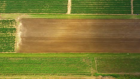Aerial,-Flight-Above-Rural-Countryside-Landscape-With-Growing-Corn-Field-Morning-Sunrise
