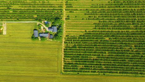 Beautiful-Aerial-View-of-Green-Agricultural-field-on-Sunrise
