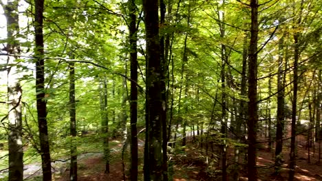 Cinematic-pan-shot-in-the-woods-of-Schwarzwald,-Germany