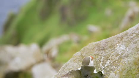One-Puffin-Scares-off-Another-on-a-Cliff-in-Norway,-Close-Up,-Slow-Motion