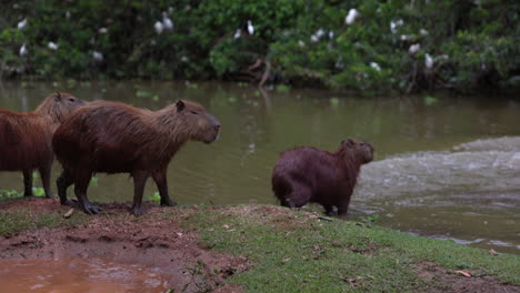 Family-of-wild-capybara-jump-into-river-water-to-cool-down-on-hot-summer-day-in-Brazil