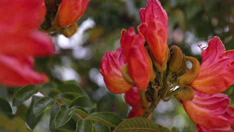 Afrikanische-Tulpenbaumblume,-Nahaufnahme-Von-Blumen-Und-Stiel-In-Freier-Wildbahn