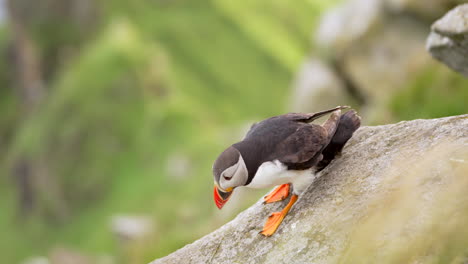 Close-Up-of-a-Puffin-Carefully-Walking-Along-The-Edge-of-a-Cliff-Norway-on-a-Windy-Day