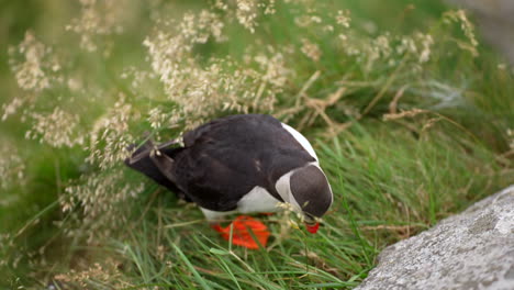 A-Puffin-Works-on-Building-Its-Nest-on-a-Windy-Cliff-in-Norway,-Close-Up