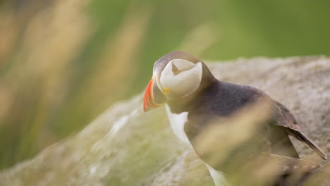 Close-Up-of-an-Atlantic-Puffin-with-Grass-Blowing-in-the-Foreground,-Slow-Motion