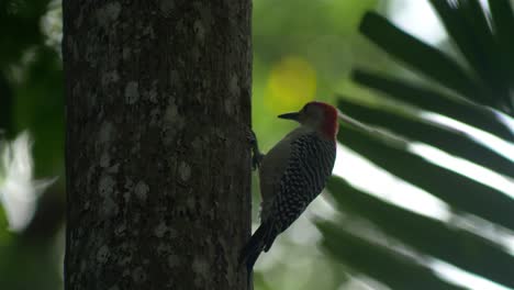 Woodpecker-pecking-side-of-tree-bokeh-background-slow-motion-60fps-slow-motion