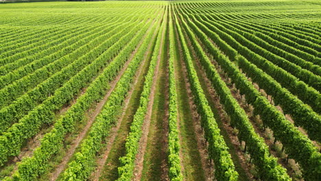 Rows-of-vine-in-wine-fields-on-north-of-south-island-in-NZ