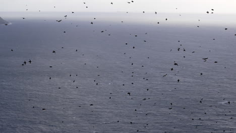 Hunderte-Papageientaucher-Fliegen-Vor-Der-Küste-Norwegens-Mit-Dem-Meer-Im-Hintergrund,-Zeitlupe