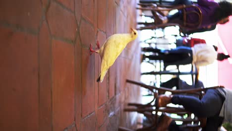 Slow-motion-shot-of-a-pigeon-walking-on-an-orange-floor-in-a-restaurant-with-people-seated