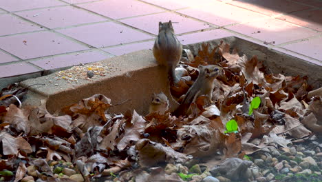 Chipmunk-Family-Play-with-Each-Other-Outside-and-Emerge-from-Burrow
