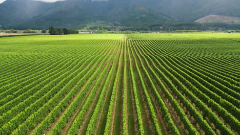 Tilt-up-shot-over-green-wine-fields-on-north-of-south-island-in-New-Zealand-on-a-cloudy-day